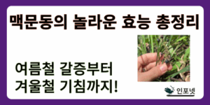 맥문동효능 썸네일