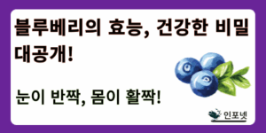 블루베리 썸네일